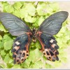 台灣鳳蝶(Papilio thaiwanus )