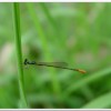 橙尾細蟌(Agriocnemis pygmaea )