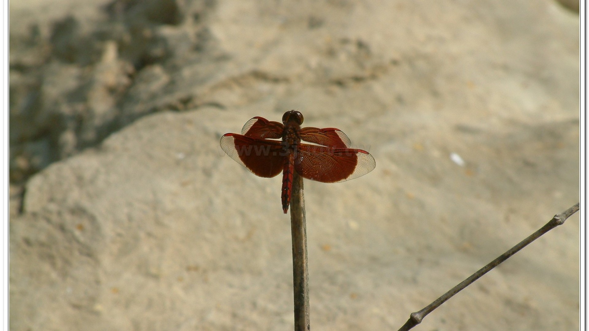 善變蜻蜓(Neurothemis ramburii )