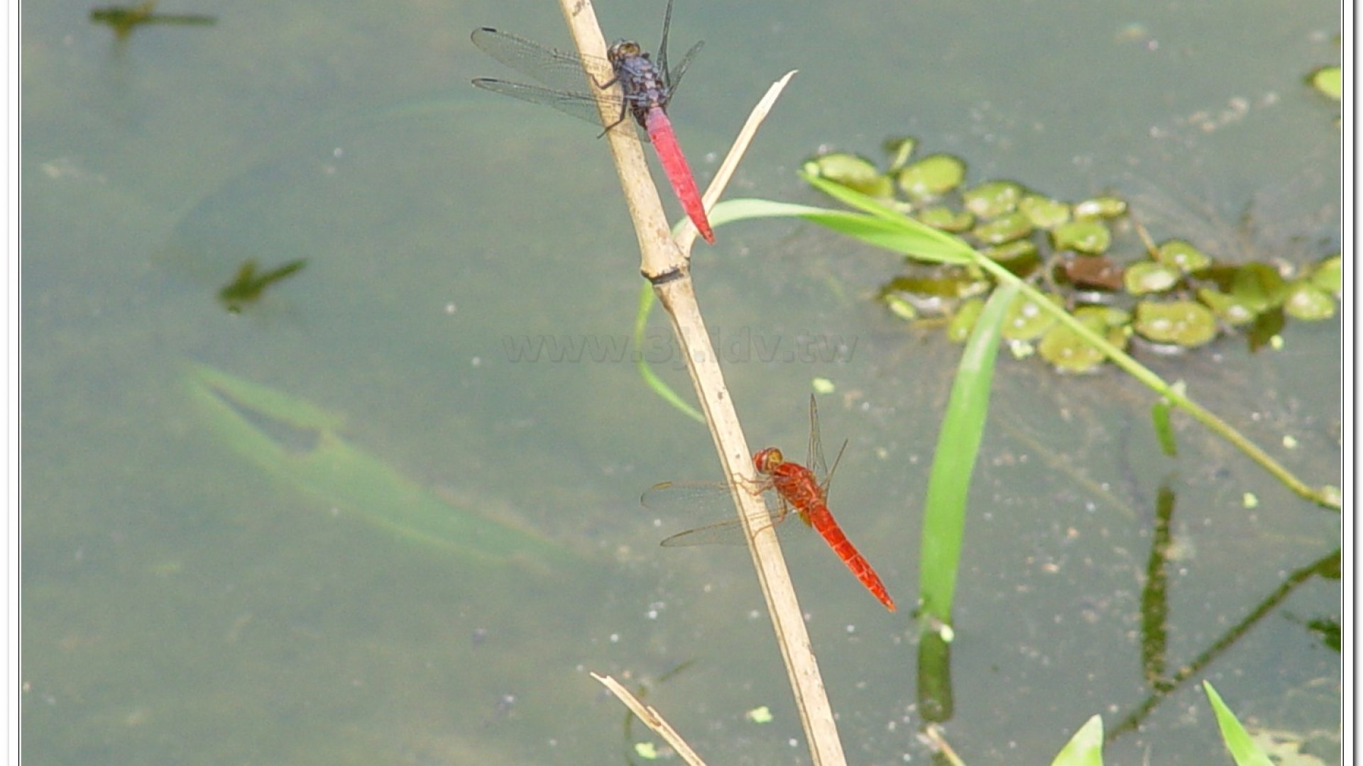 霜白蜻蜓(Orthetrum pruinosum neglectum)