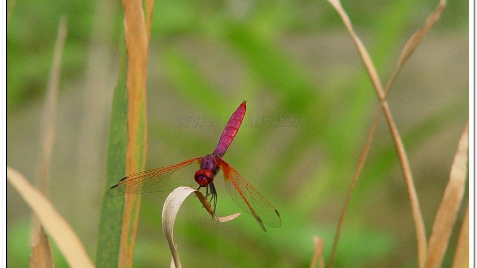 紫紅蜻蜓(Trithemis aurora )