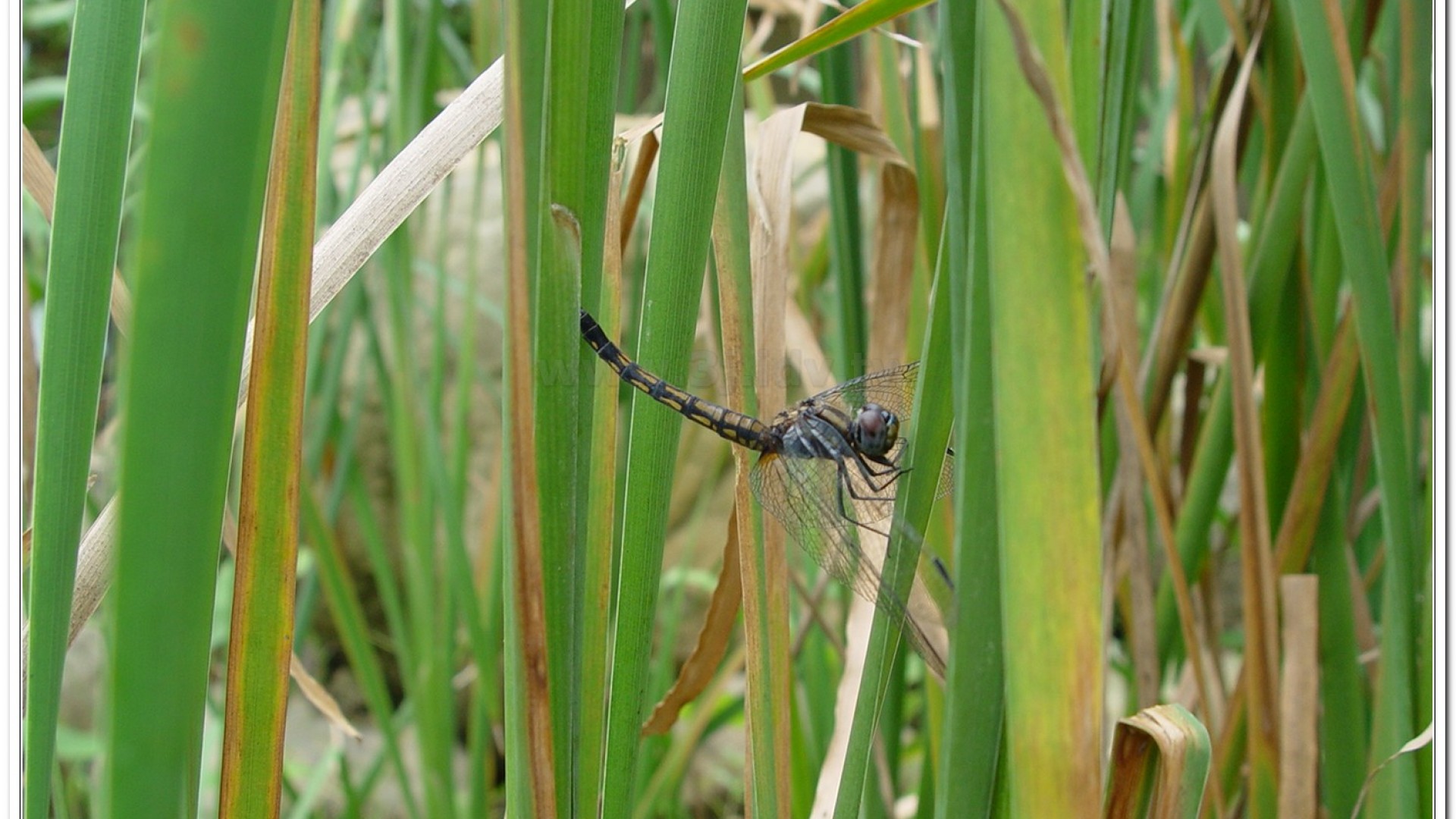 樂仙蜻蜓(Trithemis festiva )