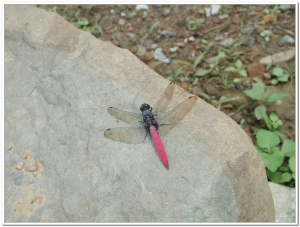 蜻蜓-霜白蜻蜓(Orthetrum pruinosum neglectum)