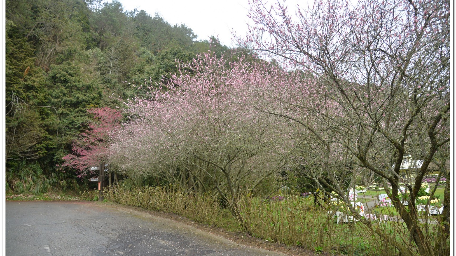 2016杉林溪鬱金香花季
