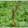 細蝶(Acraea issoria formosana )