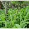 細蝶(Acraea issoria formosana )