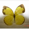 台灣黃蝶(Eurema blanda arsakia )