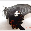 白紋鳳蝶(Papilio helenus fortunius)