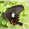 白紋鳳蝶(Papilio helenus fortunius)