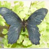 台灣鳳蝶(Papilio thaiwanus )