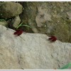 善變蜻蜓(Neurothemis ramburii )