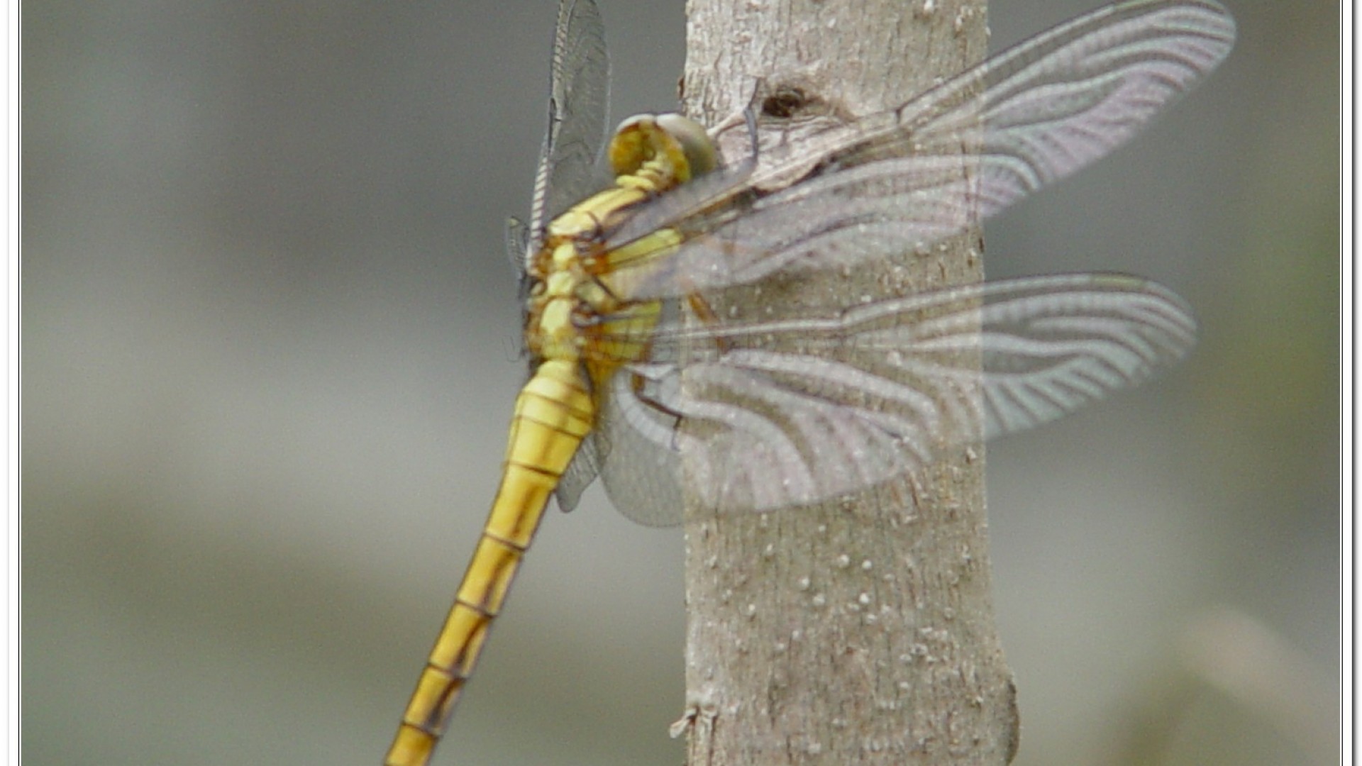 金黃蜻蜓(Orthetrum glaucum )