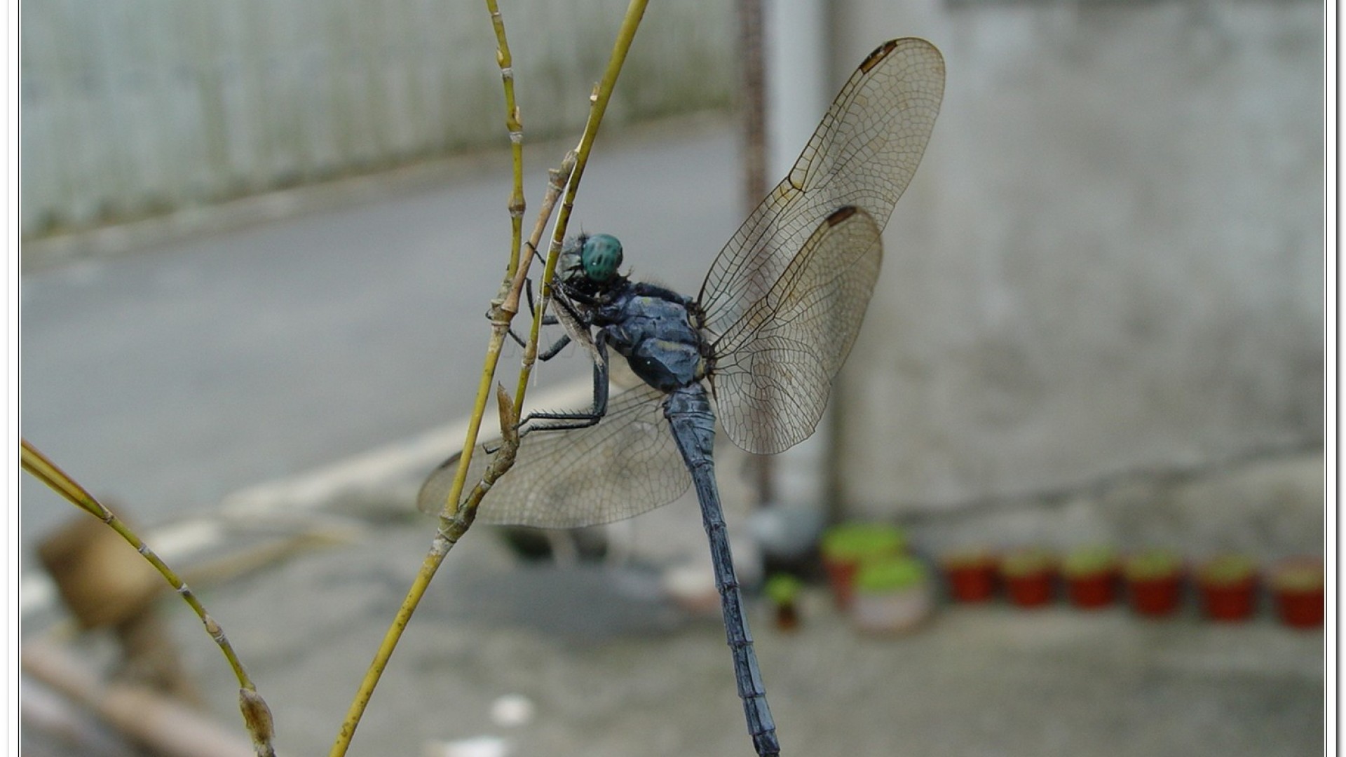 呂宋蜻蜓(Orthetrum luzonicum )