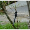 呂宋蜻蜓(Orthetrum luzonicum )