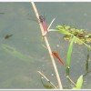 霜白蜻蜓(Orthetrum pruinosum neglectum)