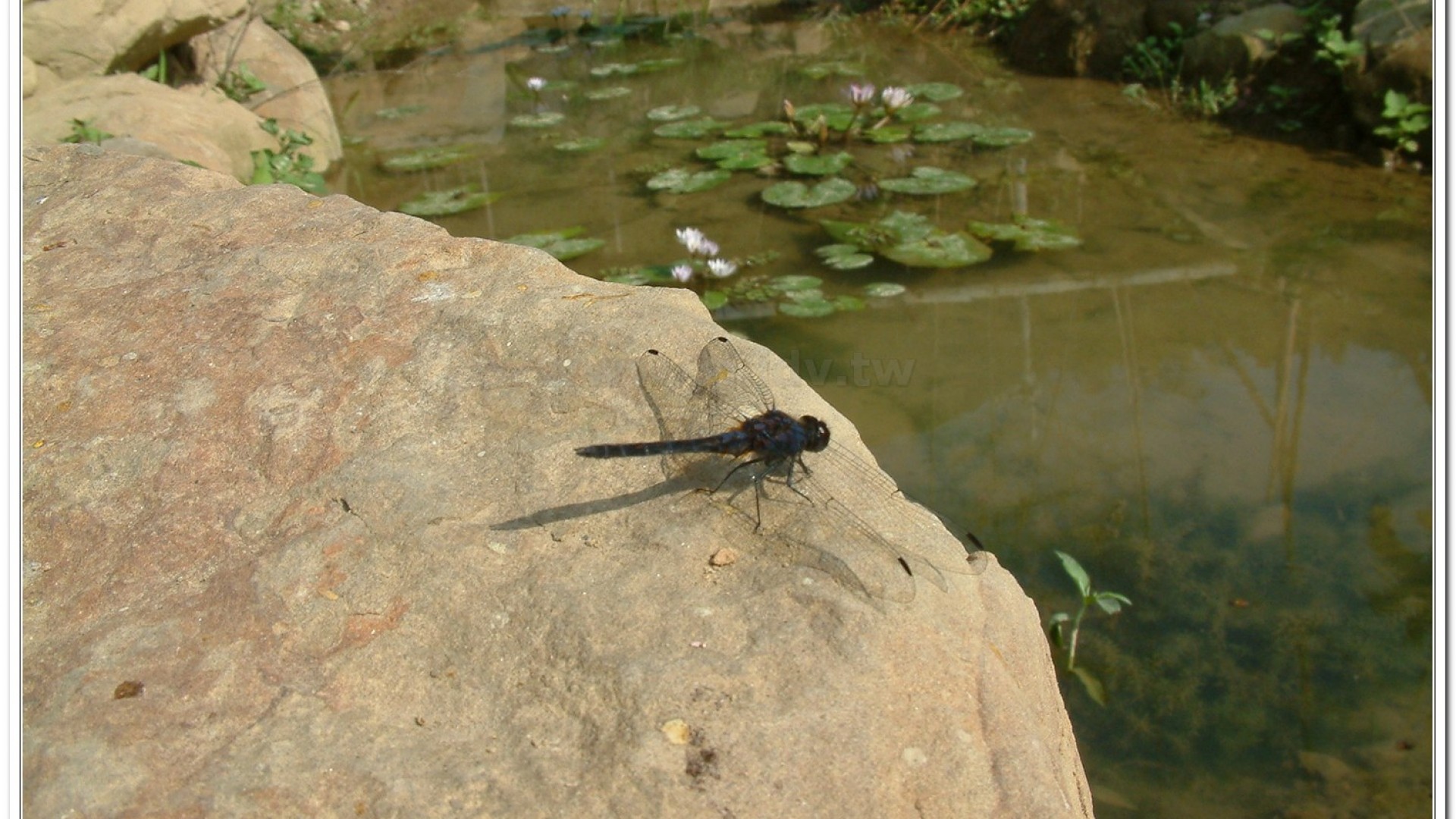 樂仙蜻蜓(Trithemis festiva )