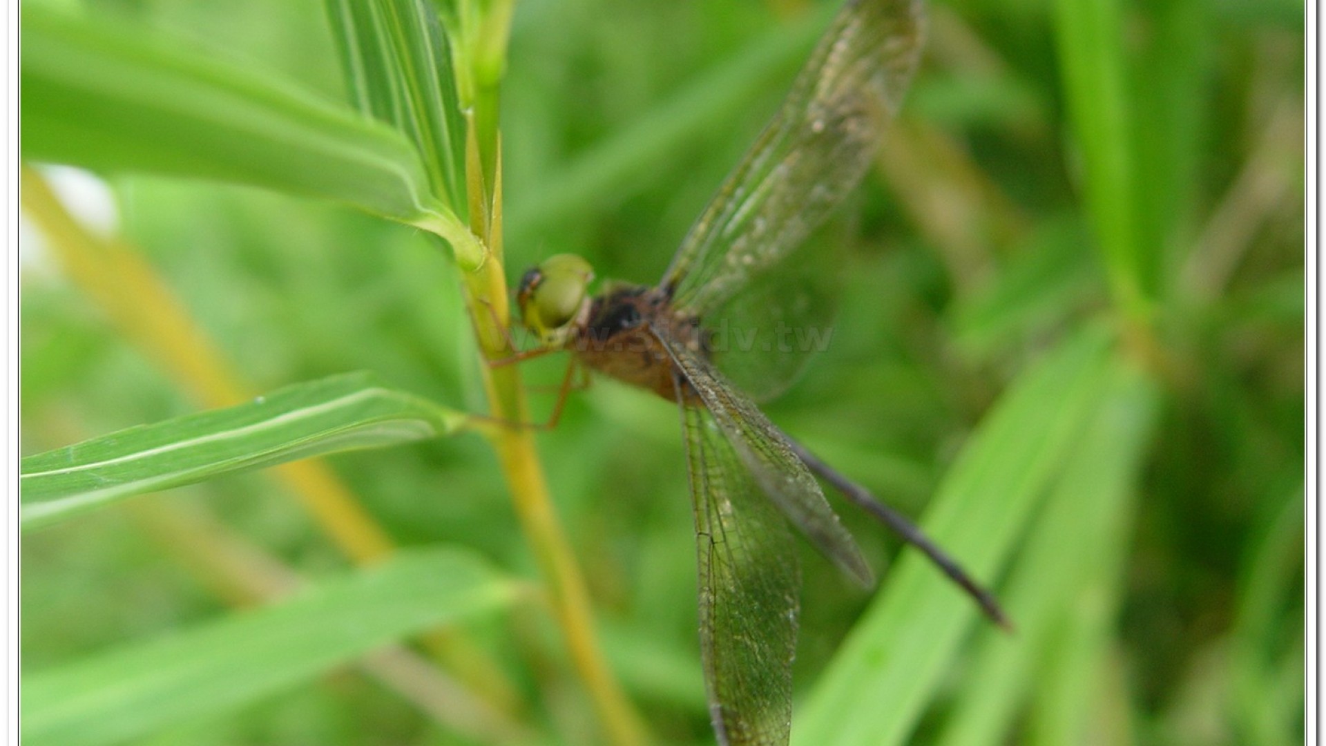 纖腰蜻蜓(Zyxomma petiolatum )