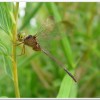 纖腰蜻蜓(Zyxomma petiolatum )