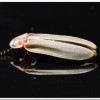 鋸角雪螢(Diaphanes lampyroides Olivier 1891)