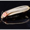 鋸角雪螢(Diaphanes lampyroides Olivier 1891)