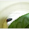 紅胸黑翅螢(Luciola kagiana)