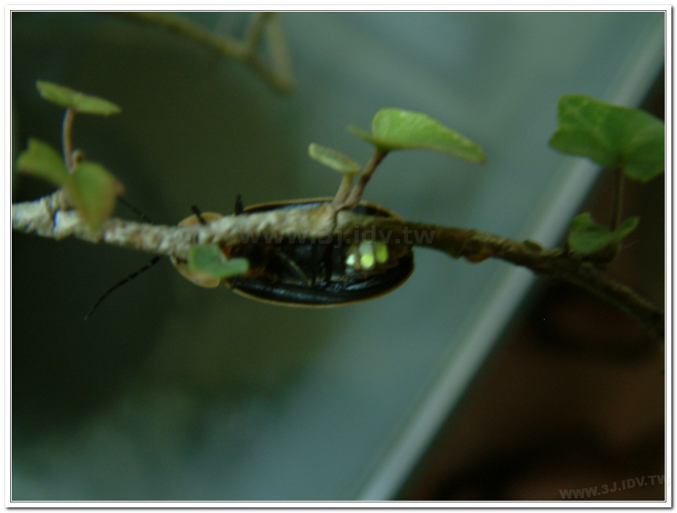 台灣山窗螢(Pyrocoelia praetexta)