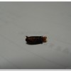 赤腹窗螢(Pyrocoelia sanguiniventer)