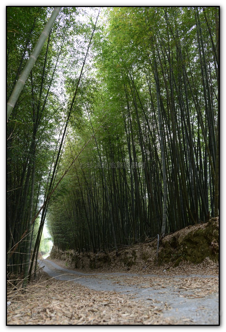 前往銀杏森林的美麗竹林步道