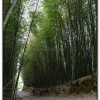 銀杏森林-杉林溪旅遊景點