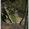 森林公園-杉林溪旅遊景點