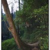 忘憂森林-杉林溪旅遊景點