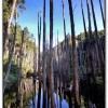 忘憂森林-杉林溪旅遊景點