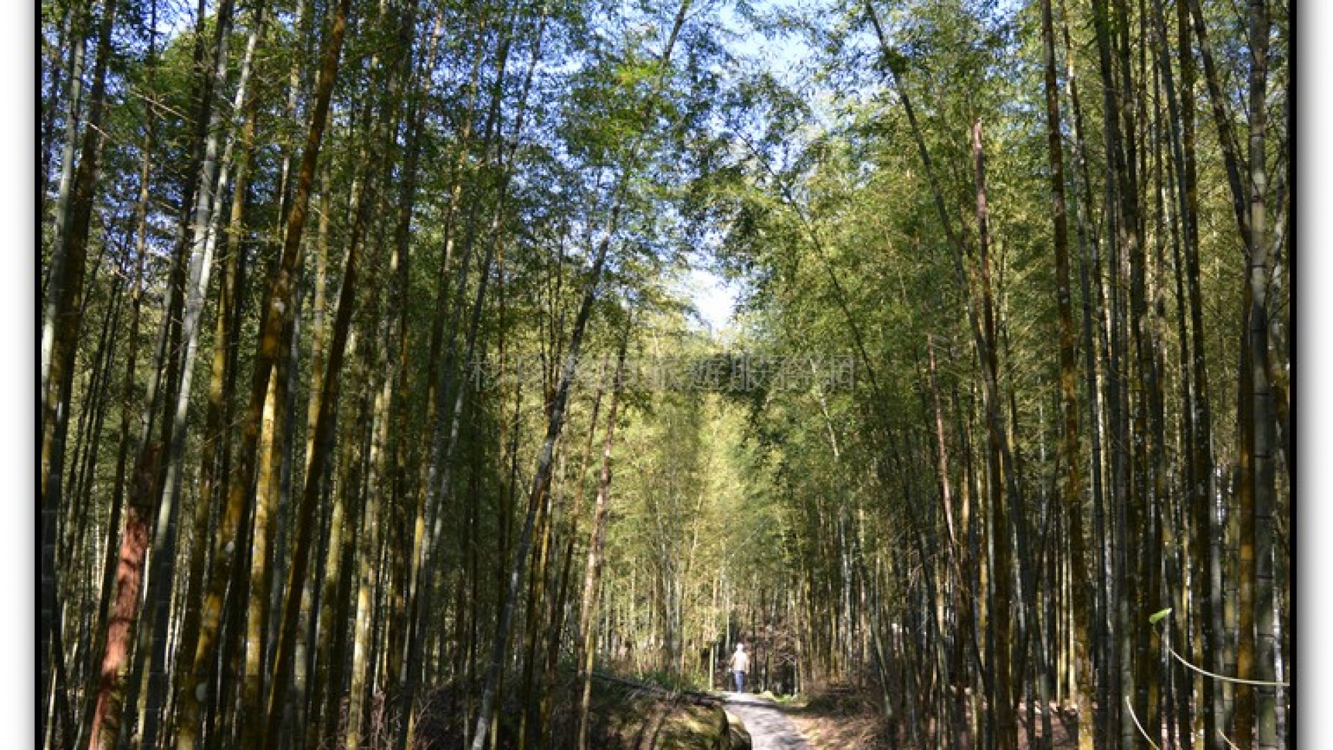 竹蘆-溪頭旅遊景點