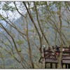 鳳凰谷鳥園-鹿谷旅遊景點