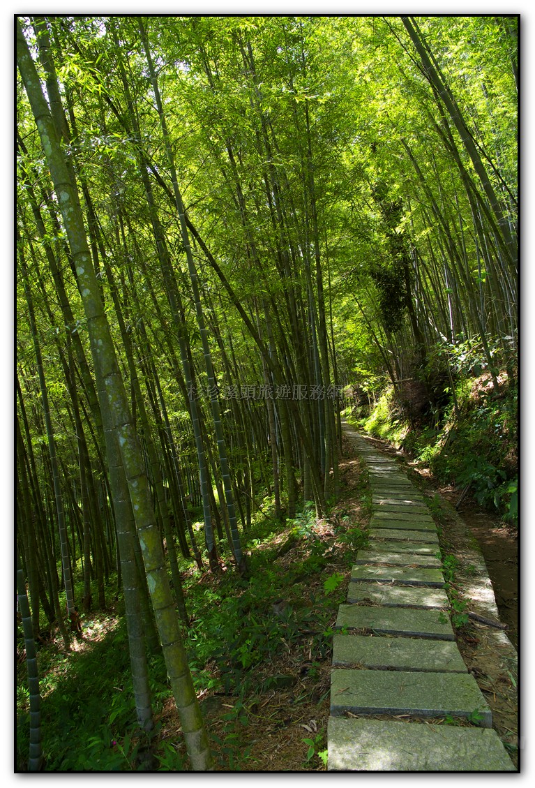 長源圳涼爽清幽的竹林步道