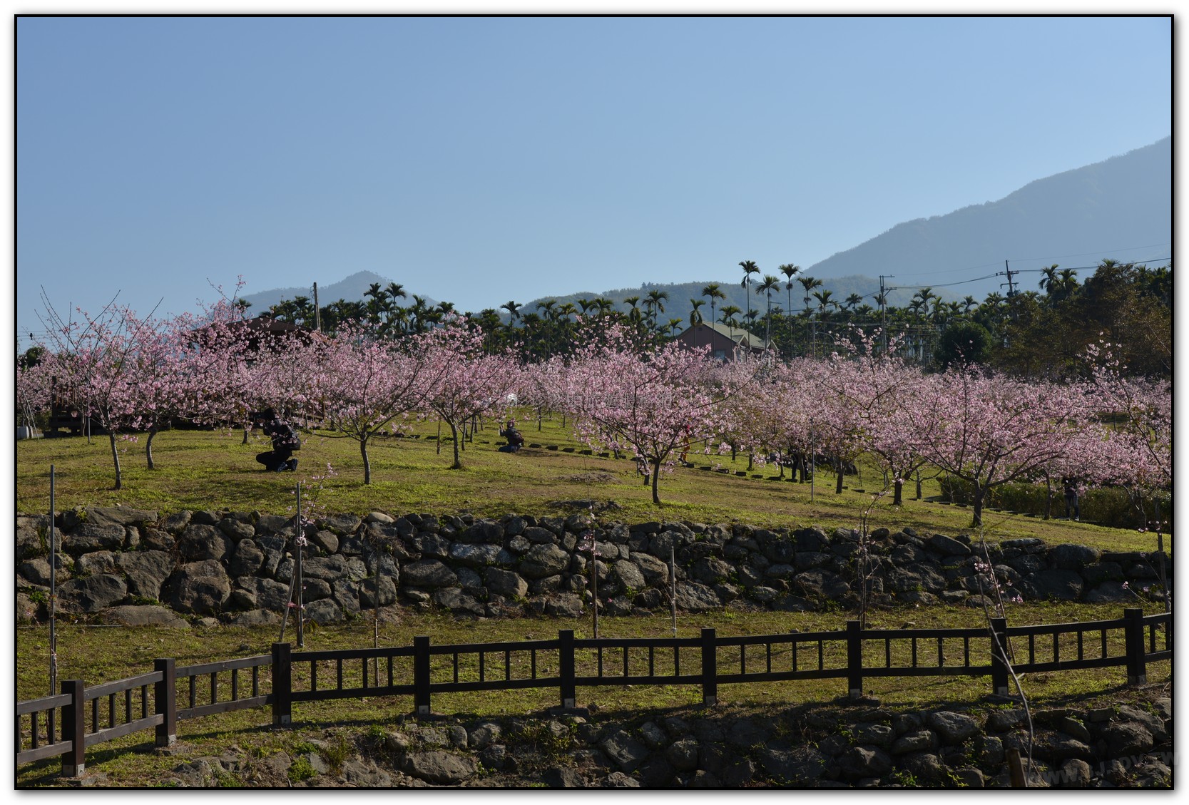 盛開櫻花的石馬公園