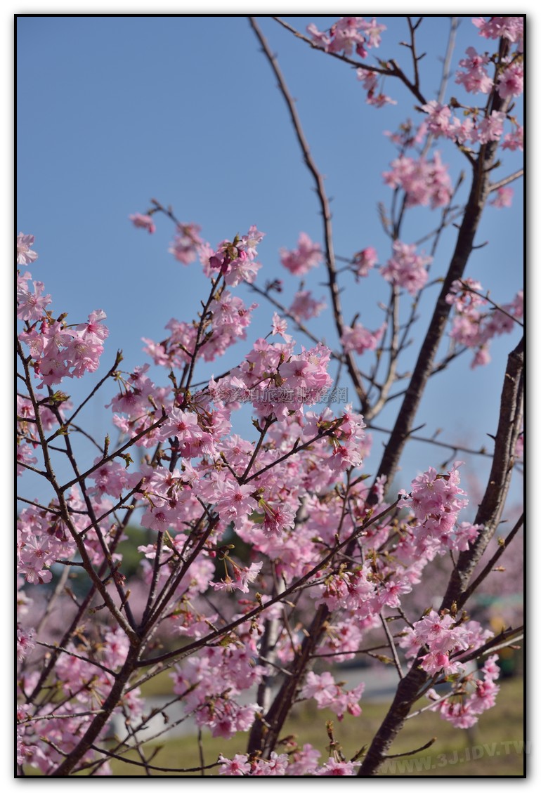 石馬公園粉嫩的櫻花樹