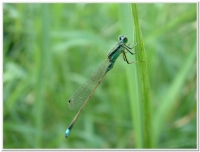 蜻蜓-青紋細蟌(Ischnura senegalensis )