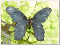 蝴蝶-台灣鳳蝶(Papilio thaiwanus )
