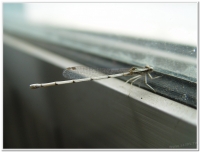 蜻蜓-脛蹼琵蟌(Copera marginipes )