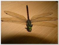 蜻蜓-朱黛晏蜓(Polycanthagyna erythromelas )