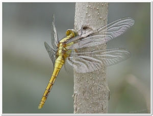 蜻蜓-金黃蜻蜓(Orthetrum glaucum )