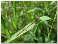 蜻蜓-亞東細蟌(Ischnura asiatica )