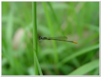 蜻蜓-橙尾細蟌(Agriocnemis pygmaea )