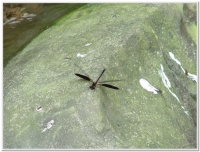 蜻蜓-短腹幽蟌(Euphaea formosa )