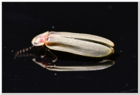 螢火蟲-鋸角雪螢(Diaphanes lampyroides Olivier, 1891)