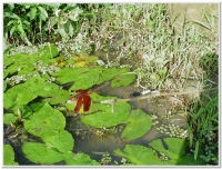 蜻蜓-善變蜻蜓(Neurothemis ramburii )