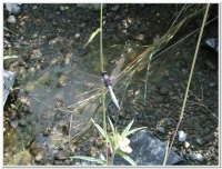 蜻蜓-扶桑蜻蜓(Orthetrum japonicum internum )