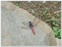 蜻蜓-霜白蜻蜓(Orthetrum pruinosum neglectum)