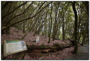 森林公園-杉林溪旅遊景點